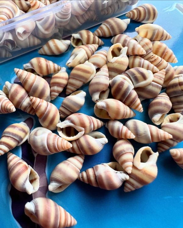 Мушля бокс 45-50грам